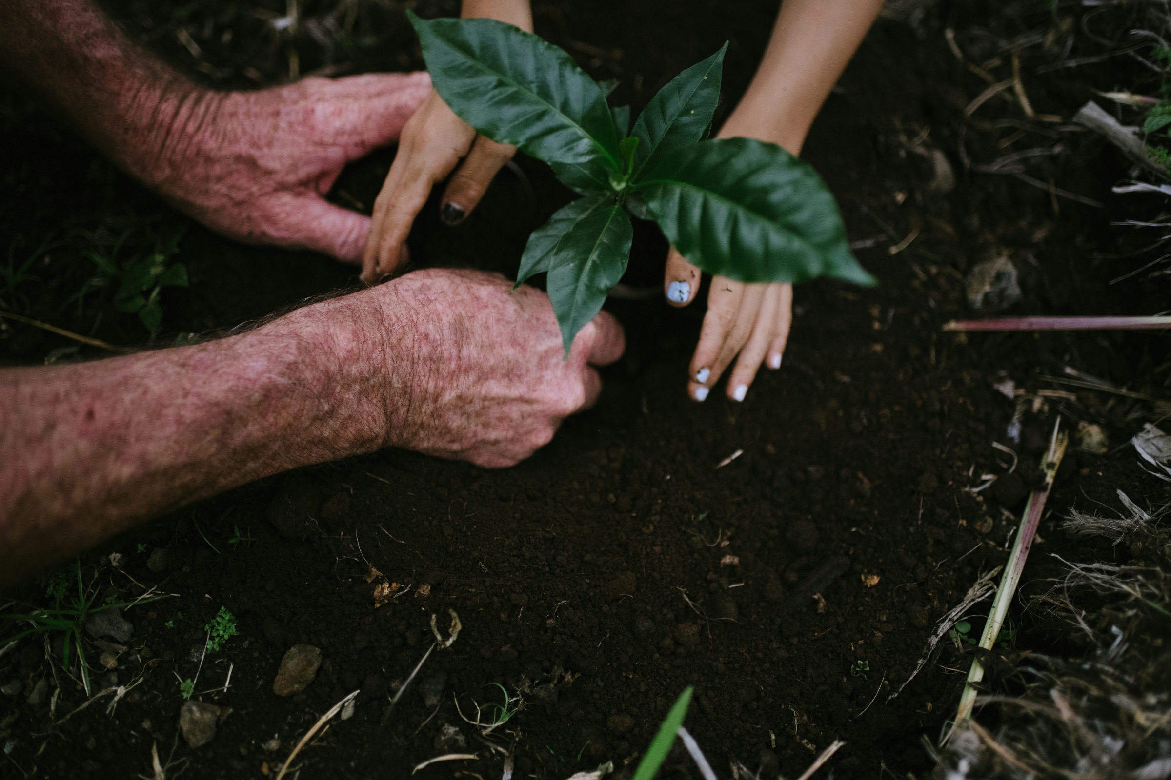 The plot at planting