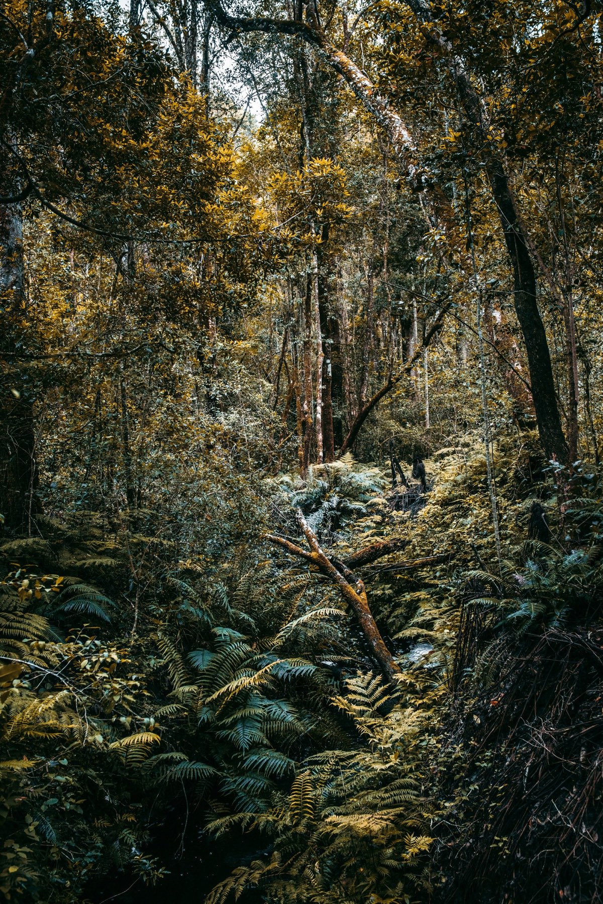 The path in